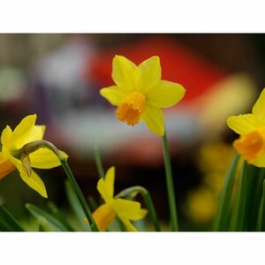 Bio narcis jetfire 5 bollen - afbeelding 2