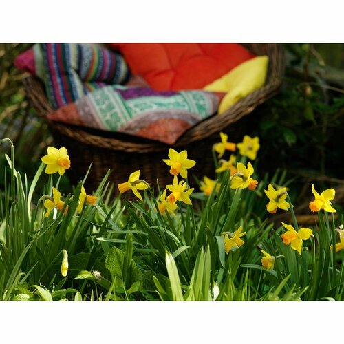 Bio narcis jetfire 5 bollen - afbeelding 3