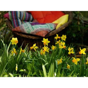 Bio narcis jetfire 5 bollen - afbeelding 3