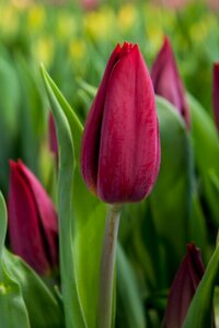 Bio tulp strong love 7 bollen - afbeelding 2