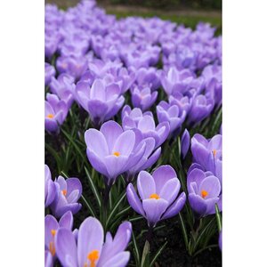 Bio krokus Grand Maitre 10 bollen - afbeelding 2