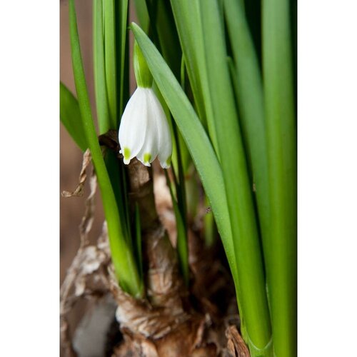 Bio leucojum gravetye giant 3 bollen - afbeelding 2