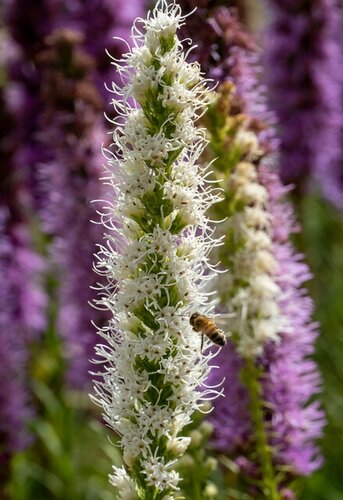 Bio liatris floristan white - afbeelding 2