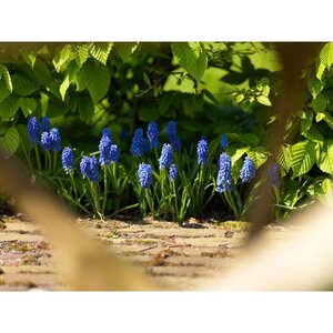 Bio muscari armeniacum 10 bollen - afbeelding 2