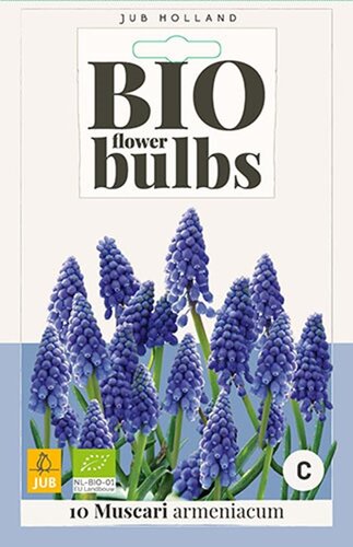 Bio muscari armeniacum 10 bollen - afbeelding 1