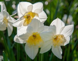 Bio narcis papillon blanc 5bollen - afbeelding 2