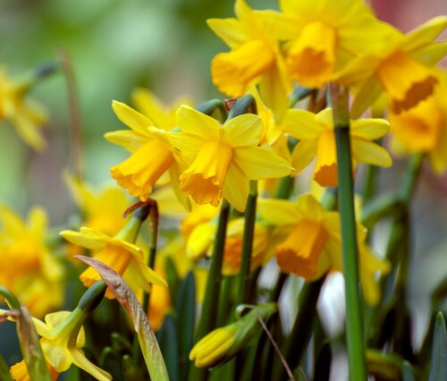 Bio narcis tete-a-tete 5 bollen - afbeelding 2