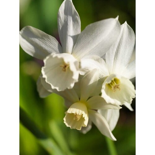 Bio narcis Triandrus Thalia 5 bollen - afbeelding 2