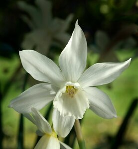 Bio narcis triandrus thalia 5 bollen - afbeelding 2