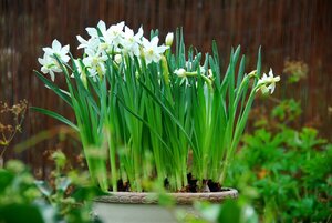 Bio narcis triandrus thalia 5 bollen - afbeelding 3