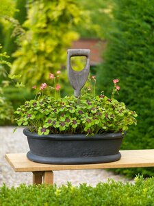 Bio oxalis deppeiron cross - afbeelding 3