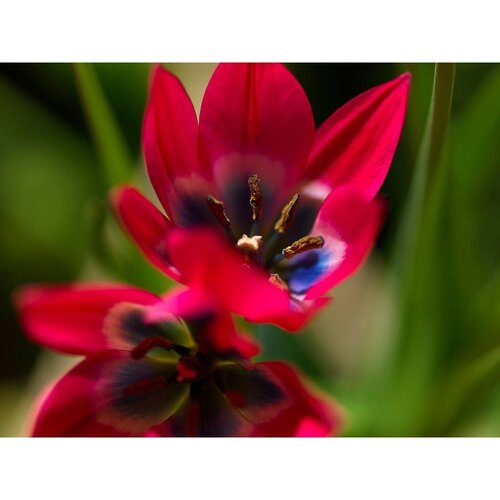 Bio tulp Little Beauty 7 bollen - afbeelding 2