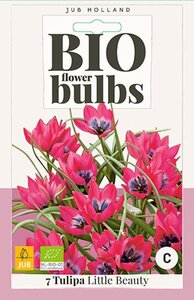 Bio tulp Little Beauty 7 bollen - afbeelding 3