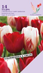 Tulp Strawberry & Cream 14 bollen