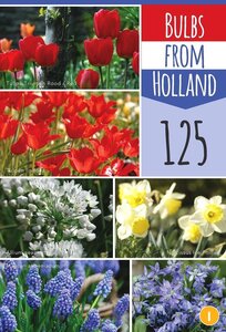 Bulbs from holland 125 bollen - afbeelding 2