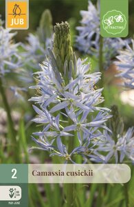 Camassia Cusickii 2 bollen - afbeelding 1