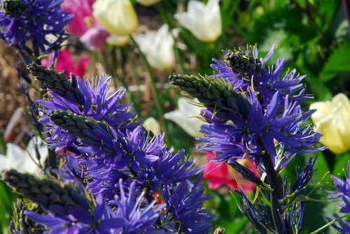 Camassia leichtlinii caerulea 2 bollen - afbeelding 2