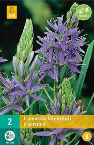 Camassia leichtlinii caerulea 2 bollen - afbeelding 1