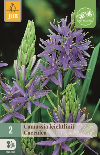 Camassia leichtlinii caerulea 2 bollen - afbeelding 1
