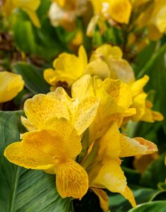 Canna cleopatra yellow - afbeelding 2