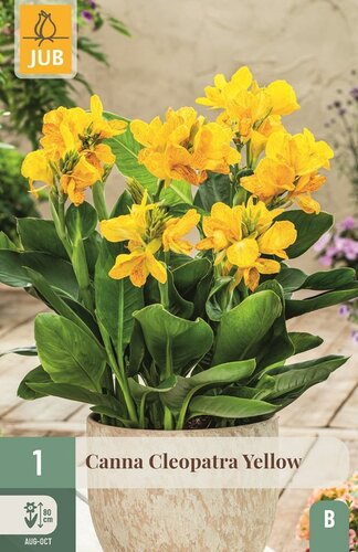 Canna cleopatra yellow - afbeelding 1