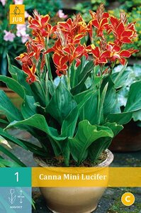 Canna mini lucifer