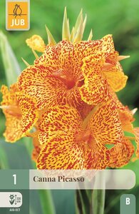Canna Picasso