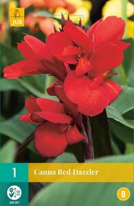 Canna red dazzler