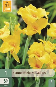 Canna Richard Wallace