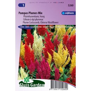 Celosia Argentea Plumosa zaden Pampus Hanekam