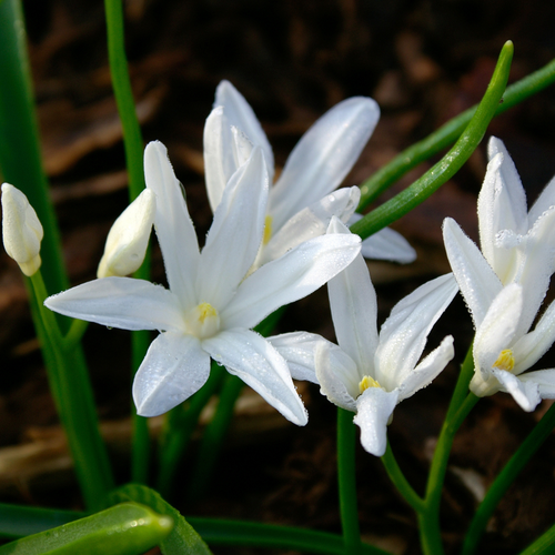 Chionodoxa luciliae alba 20 bollen - afbeelding 2