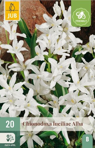Chionodoxa luciliae alba 20 bollen - afbeelding 1