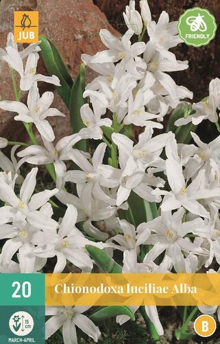 Chionodoxa luciliae alba 20 bollen