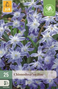 Chionodoxa luciliae gigantea 25 bollen - afbeelding 1