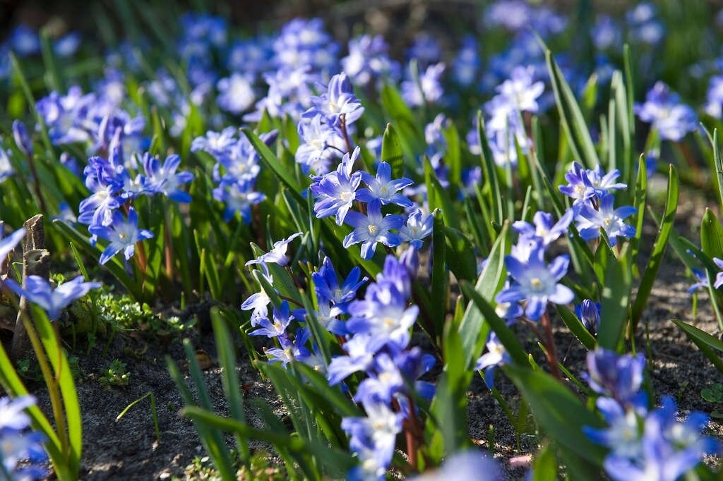 Chionodoxa Luciliae Gigantea Bollen Koopzaden Nl