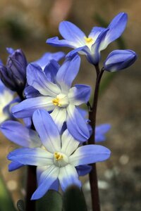 Chionodoxa luciliae gigantea 25 bollen - afbeelding 3