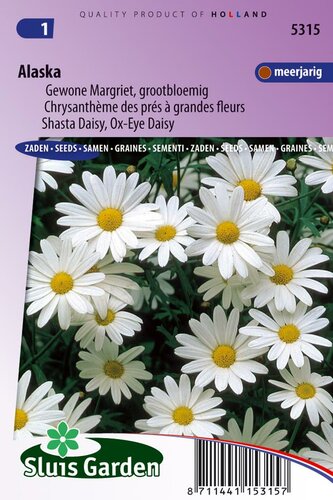 Chrysanthemum Leucanthemum zaden Alaska margriet