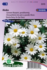 Chrysanthemum Leucanthemum zaden Alaska margriet