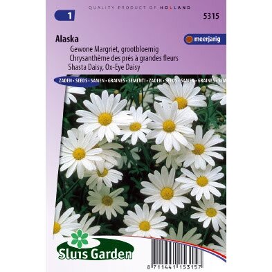 Chrysanthemum Leucanthemum zaden Alaska margriet