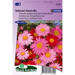 Chrysanthemum zaden Robinsons Giants mix margriet