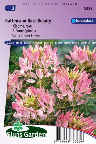 Cleome Spinosa zaden Rose Beauty Kattensnor
