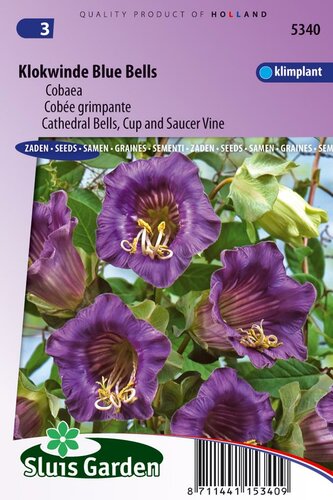 Cobaea Scandens zaden Blue Bells Klokwinde