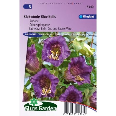 Cobaea Scandens zaden Blue Bells Klokwinde