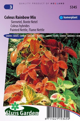 Coleus Blumei zaden Rainbow mix siernetel