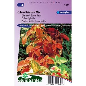 Coleus Blumei zaden Rainbow mix siernetel