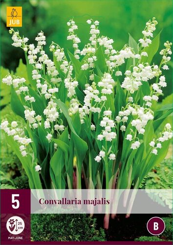 Convallaria majalis 5 knollen