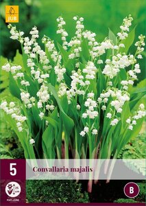 Convallaria majalis 5 knollen