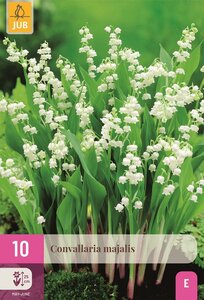 Convallaria majalis Lelie van Dalen - afbeelding 1