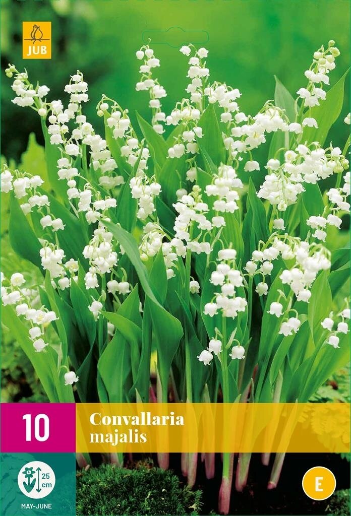 Convallaria Majalis Lelie Van Dalen Koopzaden nl Convallaria Majalis Lelie Van Dalen Koopzaden nl