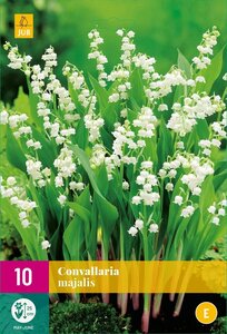 Convallaria majalis Lelie van Dalen